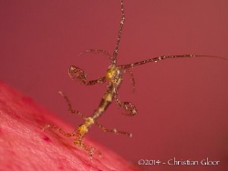 Skeleton shrimp on a soft coral. Slightly photoshopped on... by Christian Gloor 